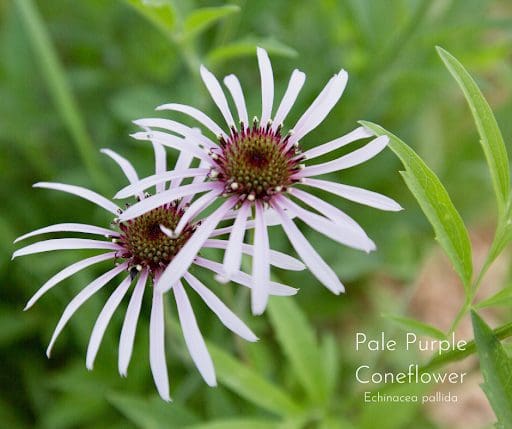 Pale Purple Coneflower Seed Pure Air Naives