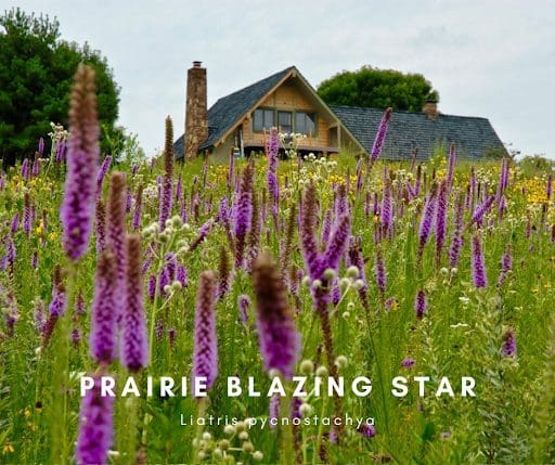 prairie-blazing-star-pure-air-natives