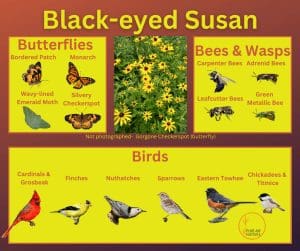 Black-eyed Susan and its wildlife associations including butterflies, bees, wasps, and birds.
