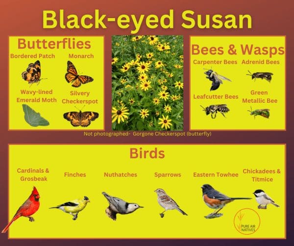 Black-eyed Susan and its wildlife associations including butterflies, bees, wasps, and birds.
