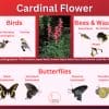 Cardinal flower and its wildlife associations including butterflies, bees, wasps, and birds.