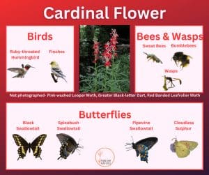 Cardinal flower and its wildlife associations including butterflies, bees, wasps, and birds.