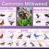 Common milkweed and its wildlife associations including butterflies, moths, bees, wasps, and birds.