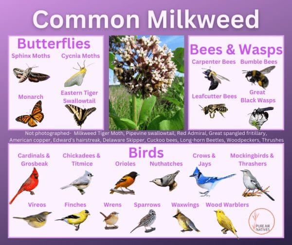 Common milkweed and its wildlife associations including butterflies, moths, bees, wasps, and birds.