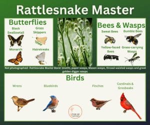Rattlesnake Master and its wildlife associations including butterflies, bees, wasps, and birds.