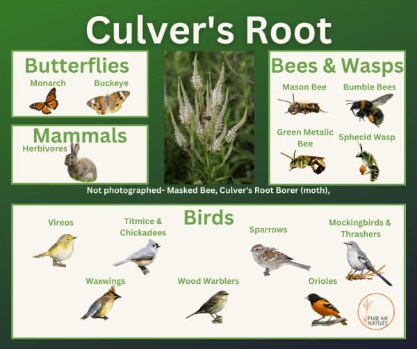 Culver's Root and it's wildlife associations including butterflies, bees, wasps, and birds.