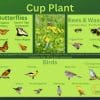 Cup plant and its wildlife associations including butterflies, bees, wasps, and birds.