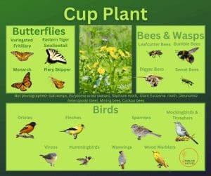 Cup plant and its wildlife associations including butterflies, bees, wasps, and birds.