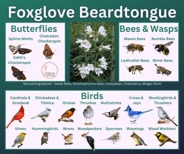 Foxglove beardtongue and its wildlife associations including butterflies, bees, wasps, and birds.