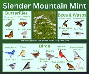 slender mountain mint and its wildlife associations including butterflies, bees, wasps, and birds