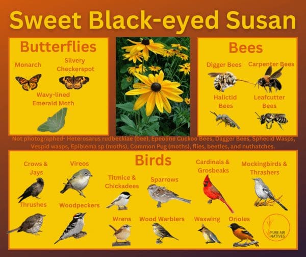 sweet black-eyed susan and its wildlife associations including butterflies, bees, and birds.