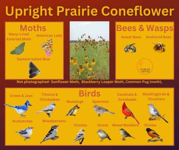 upright prairie coneflower and its wildlife associations including butterflies, bees, and birds