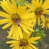 Cup Plant With Bees Wild Flower