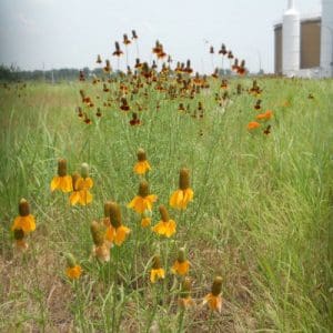 Upright Prairie Coneflower Native Herb