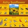 Ashy Sunflower and it's wildlife associations including butterflies, bees, wasps, and birds.