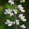 White Wild Indigo - Image 2