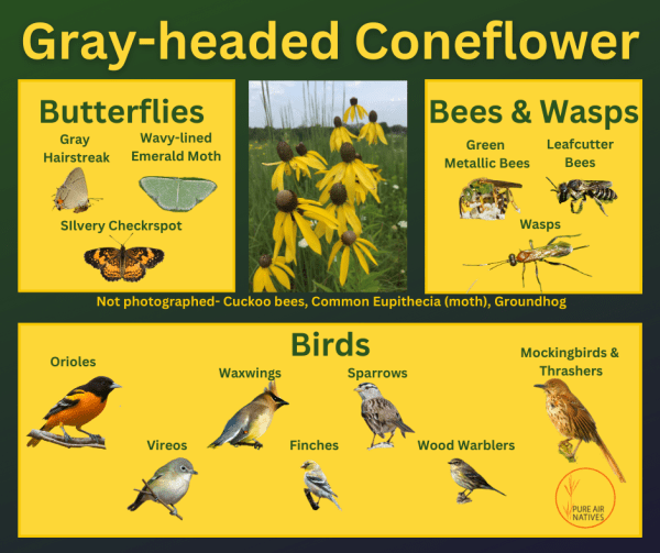 gray-headed coneflower with species of butterflies, bees, wasps, and birds that utilize it
