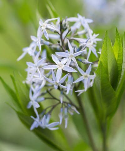 Shining Bluestar Wildflower Perennial Forb