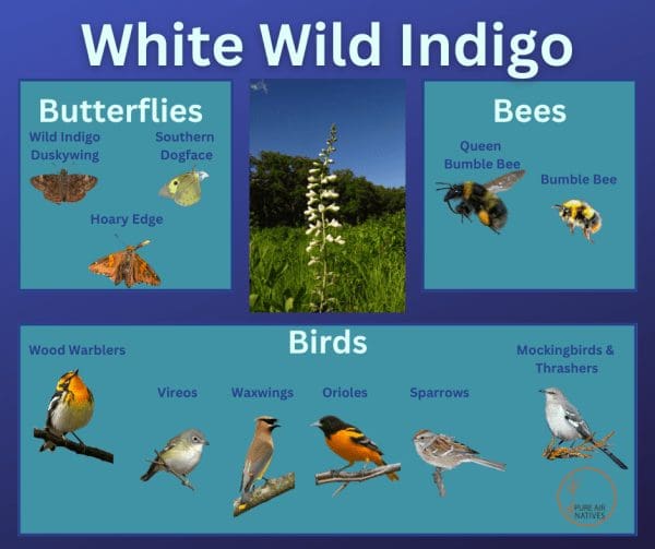 White wild indigo and it's wildlife associations including butterflies, bees, and birds.