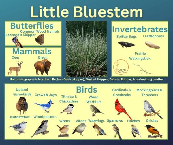 Little Bluestem and it's wildlife associations including butterflies, mammals, leafhopper insects, walkingsticks and birds.