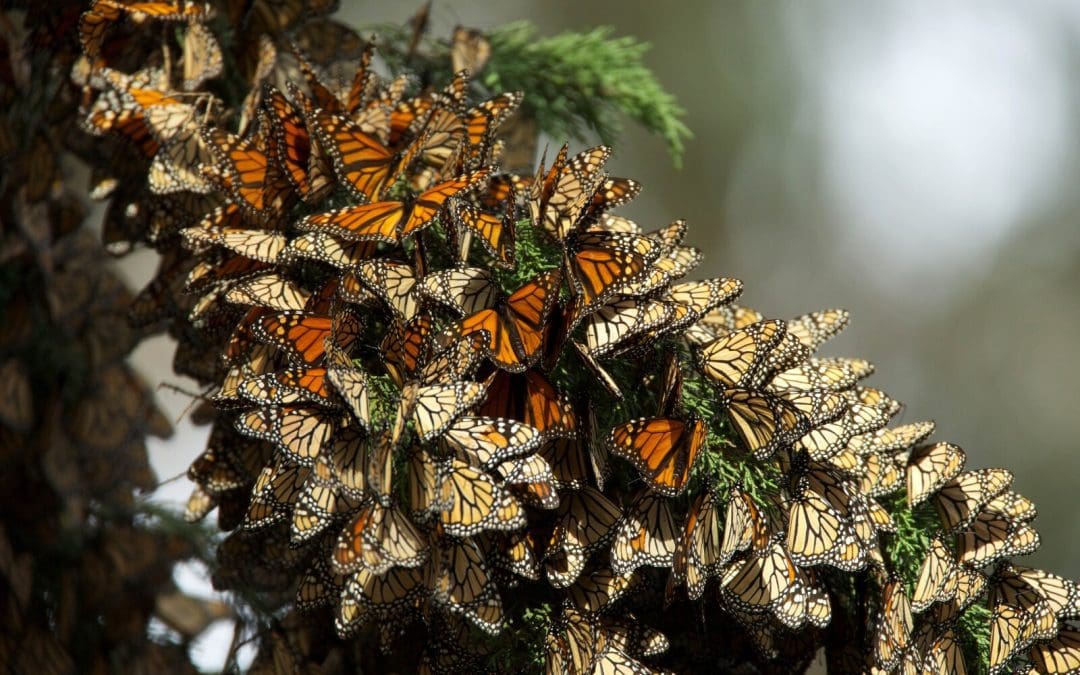 Monarch butterflies & the plants vital to their migration