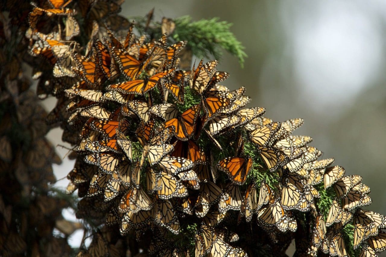 Monarch butterflies migration and native plants