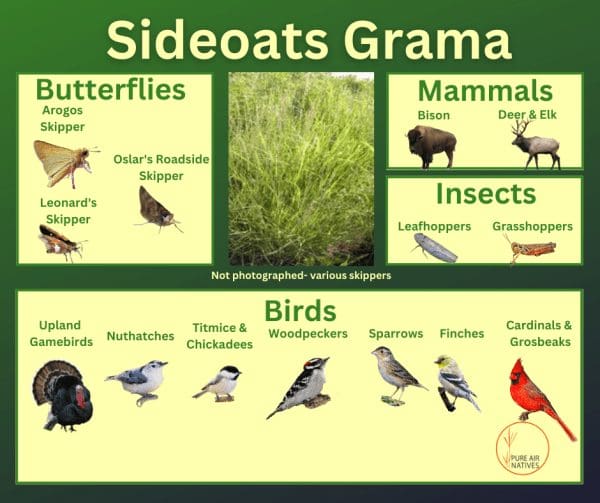 Sideoats Grama and its wildlife associations including skippers, herbivorous mammals, leafhoppers, grasshoppers, and birds.