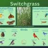 Switchgrass and its wildlife associations including butterflies, grasshoppers, leafhoppers, beetles, and birds.