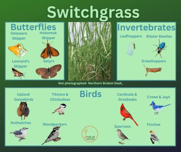 Switchgrass and its wildlife associations including butterflies, grasshoppers, leafhoppers, beetles, and birds.