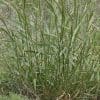 Virginia Wildrye Grass Seeds