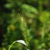 virginia wildrye seed head