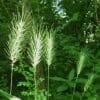 Virginia Wildrye Grass Seeds - Image 4