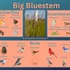 Big Bluestem and its wildlife associations including butterflies, grasshoppers, leafhopper insects, and birds.