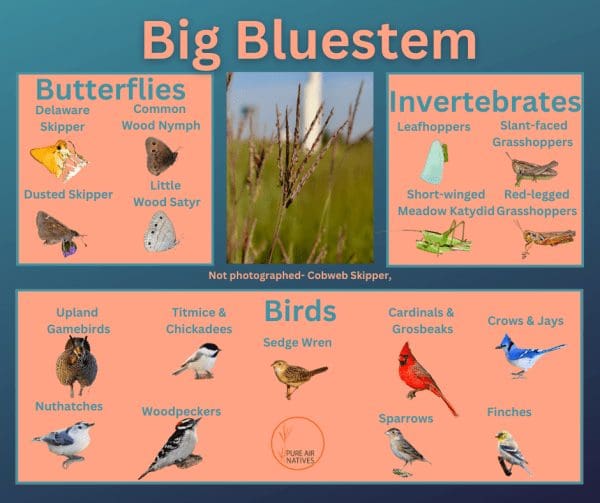 Big Bluestem and its wildlife associations including butterflies, grasshoppers, leafhopper insects, and birds.