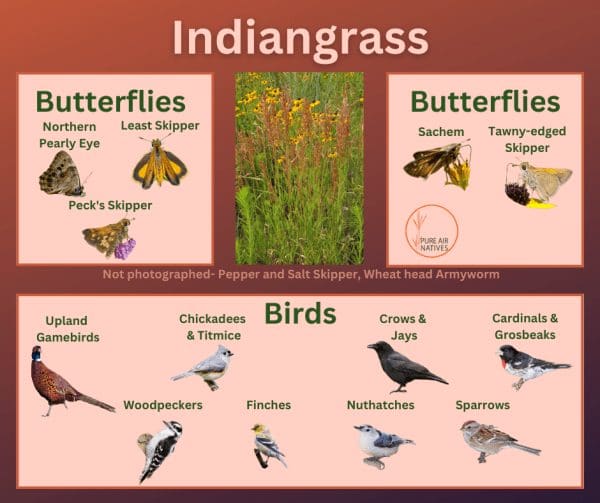 Indiangrass and it's wildlife associations including butterflies and birds.