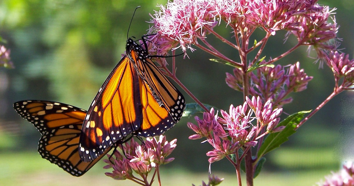 The Importance Of Native Milkweed To Monarch Butterflies