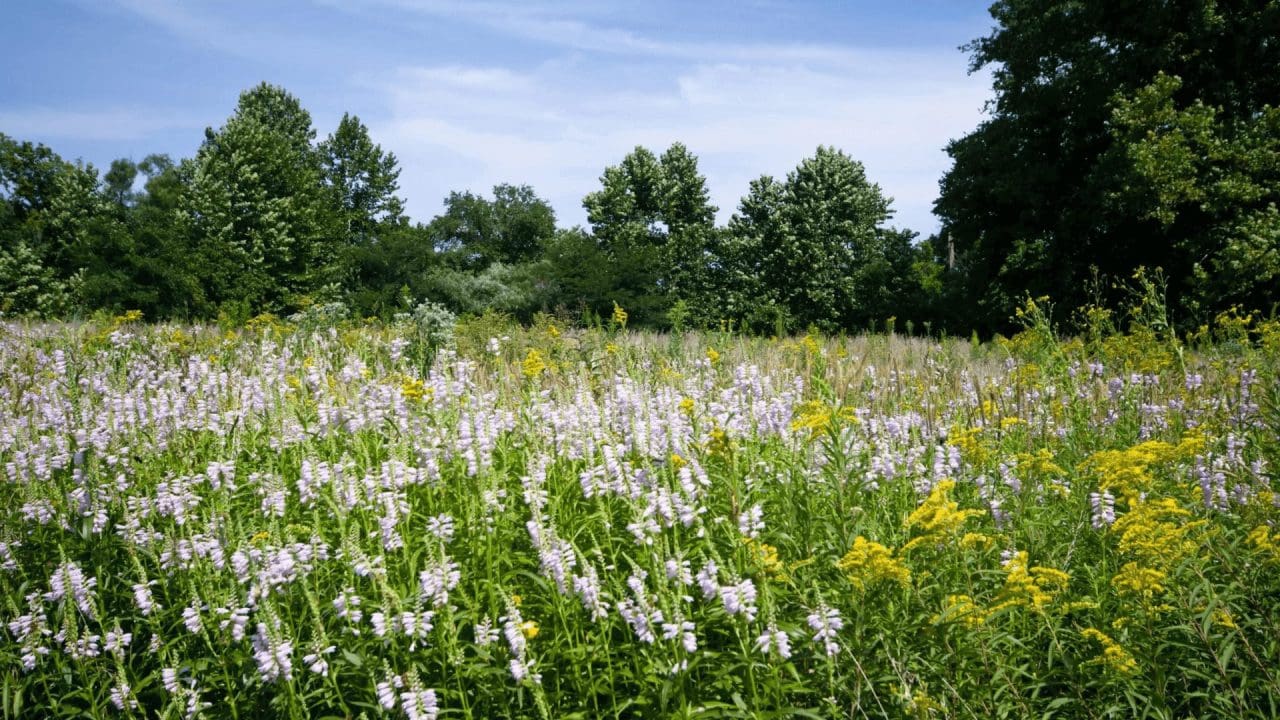 Pure Air Natives: Missouri Wildflower Seeds & Native Grass Seed | STL