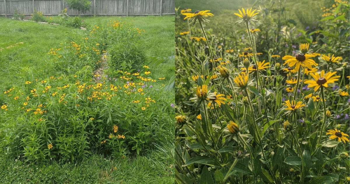 Year 1 of having a wildflower sanctuary. Lots of black eyed susans!