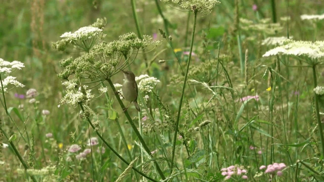 Bird eating seeds from Hairy Angelica