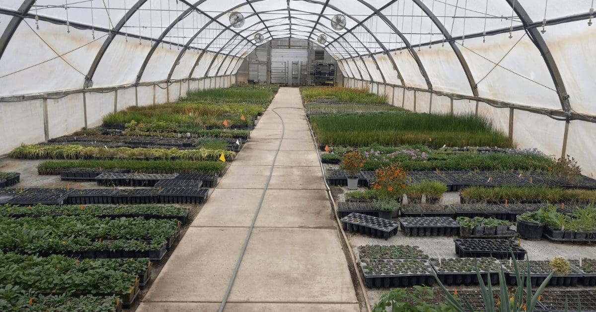 Native St. Louis plant nursery for contract growing. Plugs, quarts, and gallons